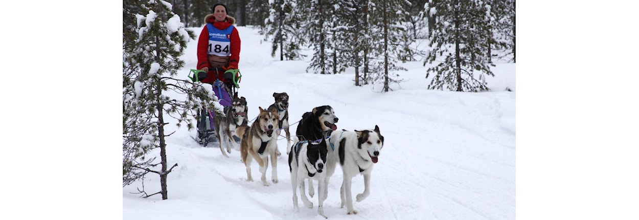 Slede langdistanse: Gruveløpet